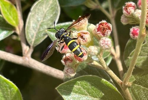 Ceriana conopsoides